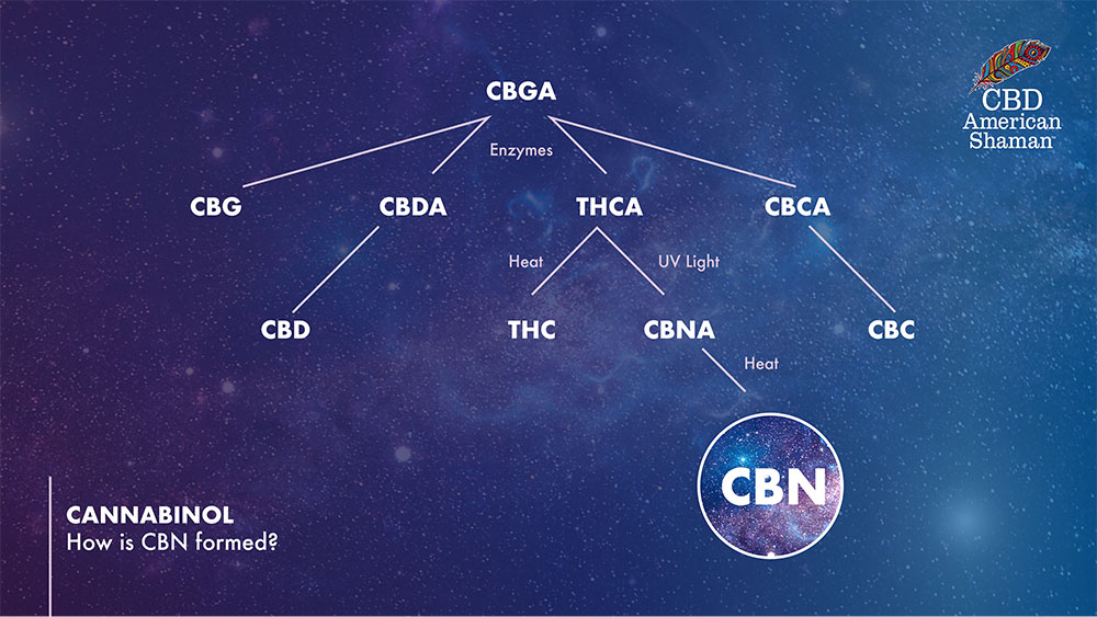 How CBN is Formed infograph